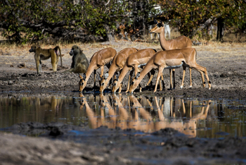 King's Pool Camp King's Pool Camp: Impalas und Paviane