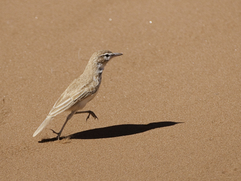Kulala Desert Lodge: Rotdünenlerche - Certhilauda erythrochlamys