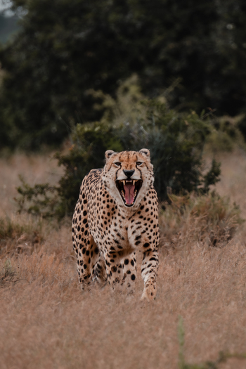 Kwandwe Private Game Reserve: Gepardenzähne