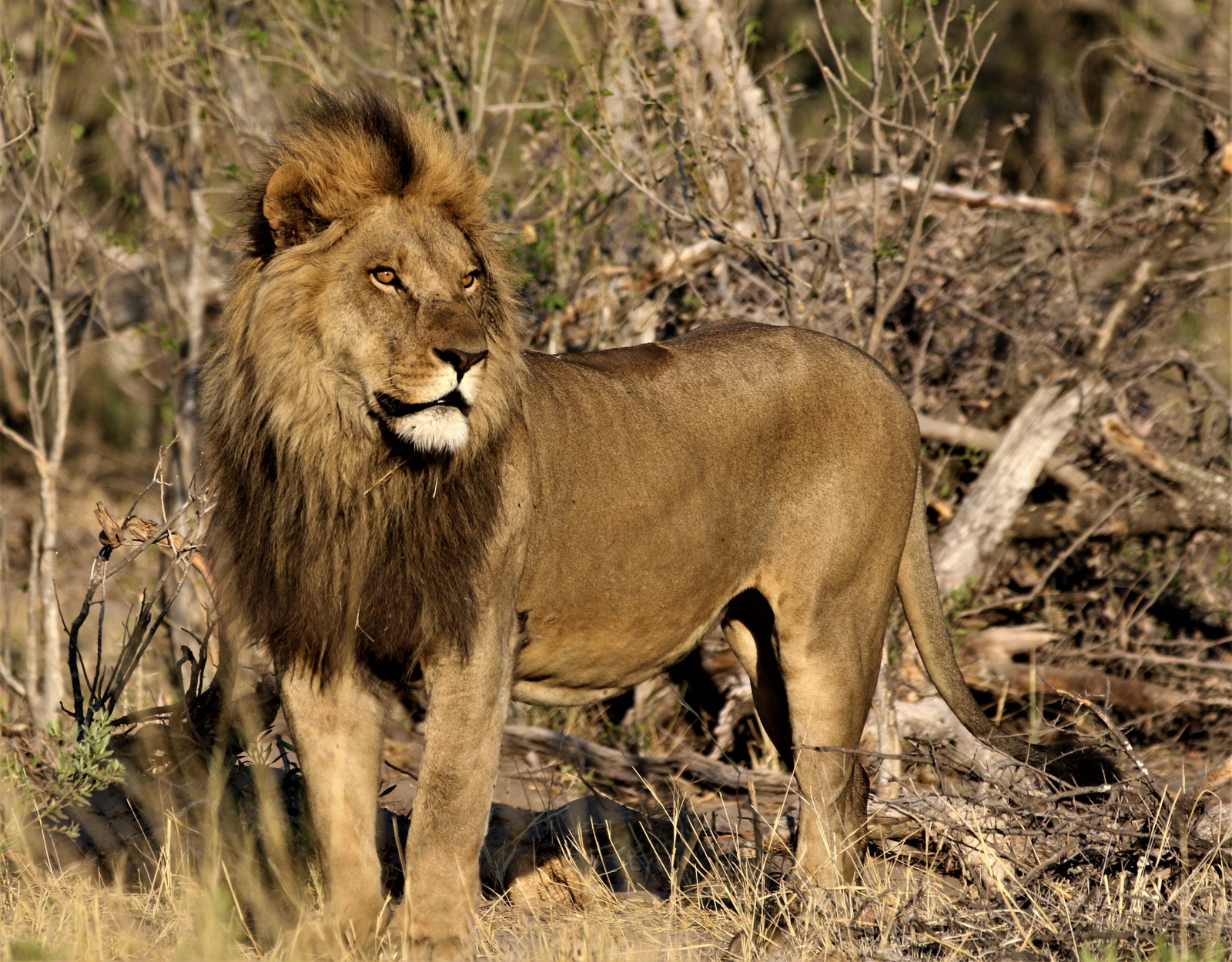 Beagle Expeditions Beagle Expeditions: Löwe