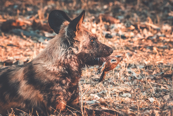 Lagoon Camp Lagoon Camp: Wildhund mit Antilopenrest
