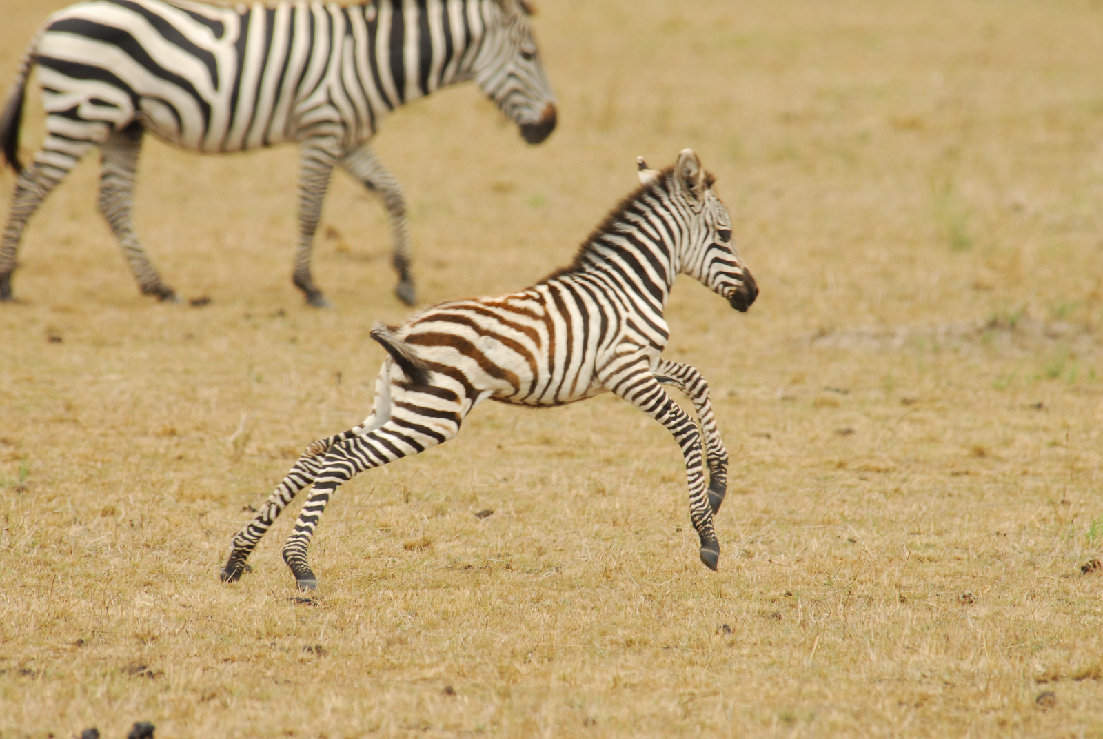 Legendary Mila Tented Camp Legendary Mila Tented Camp: Baby Zebra