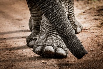 Legendary Mila Tented Camp: Elefantenschritte