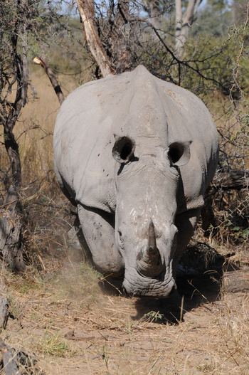 Macatoo Camp: Breitmaulnashorn