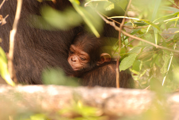 Mbali Mbali Gombe Lodge: Schimpansenbaby
