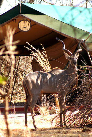 Mdonya Old River Camp: Kudu im Camp