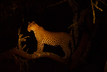 Mihingo Lodge: Leopard bei Nacht