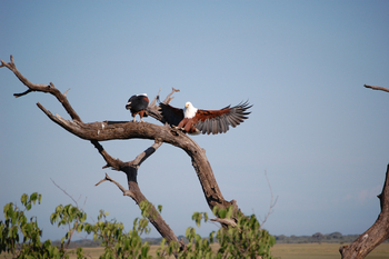 Muchenje Safari Lodge: Landender Fischadler