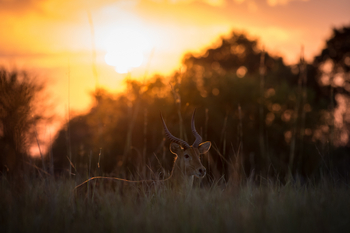Musekese Camp Musekese Camp: Impala