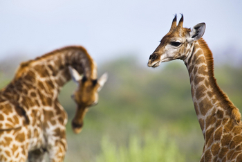 Mushara Game Drive: Giraffen