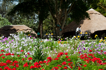 Ngorongoro Farmhouse: Bunte Blumenwiese