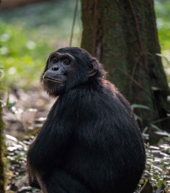 Nile Safari Lodge: Schimpanse