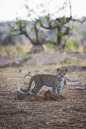 Olakira Migration Camp: Kleiner Leopard