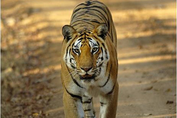 Pashan Garh: Tiger