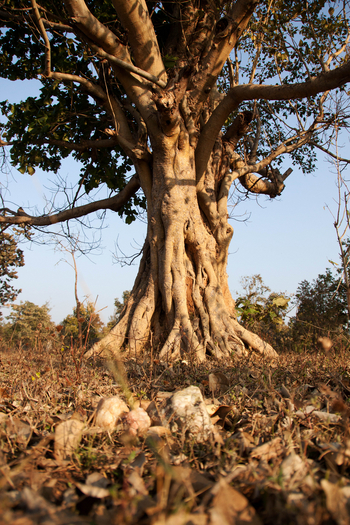 Pench Jungle Camp: Alter Baum