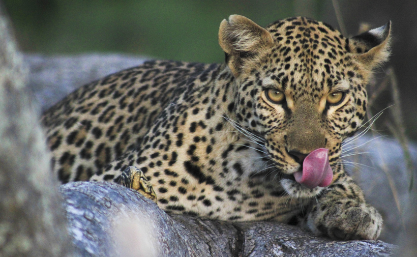 Sanctuary Baines Camp: Junger Leopard Sanctuary Baines Camp: Junger Leopard