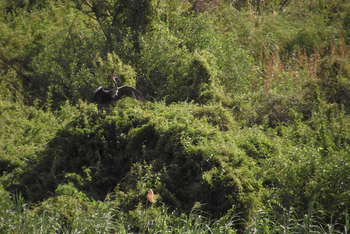 Sanctuary Okahirongo River Camp Sanctuary Okahirongo River Camp: No Title