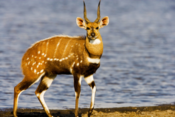 Selinda Explorers Camp Selinda Explorers Camp: Männlicher Bushbuck
