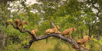Singita Boulders Camp: Junge Löwen