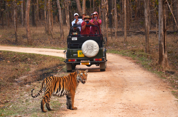Tathastu Resort Pench: Tiger auf der Piste