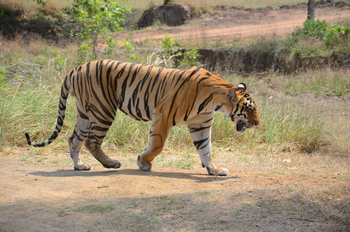 Tathastu Resort Satpura: Tiger