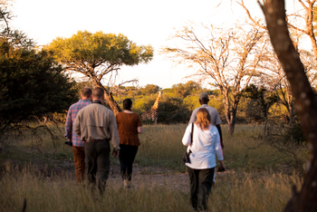 Thamo Telele: Giraffe auf Walking Safari