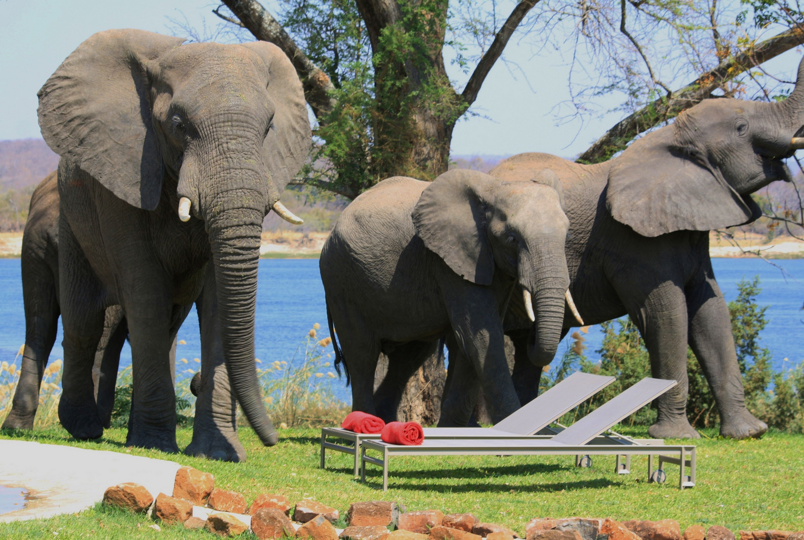 The River Farmhouse The River Farmhouse: Elefanten im Garten
