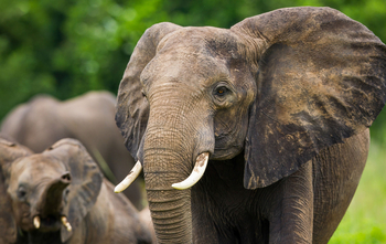 Time + Tide South Luangwa Time + Tide South Luangwa: Elefanten