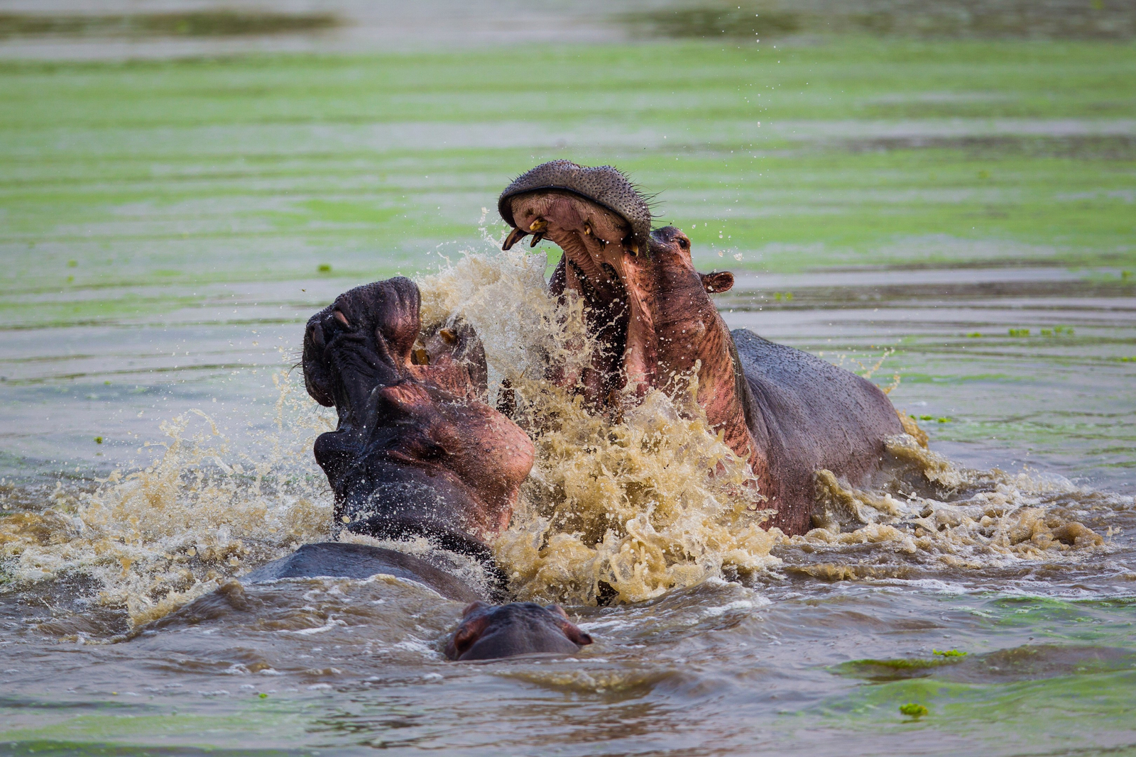Time + Tide South Luangwa Time + Tide South Luangwa: Kämpfende Nilpferde