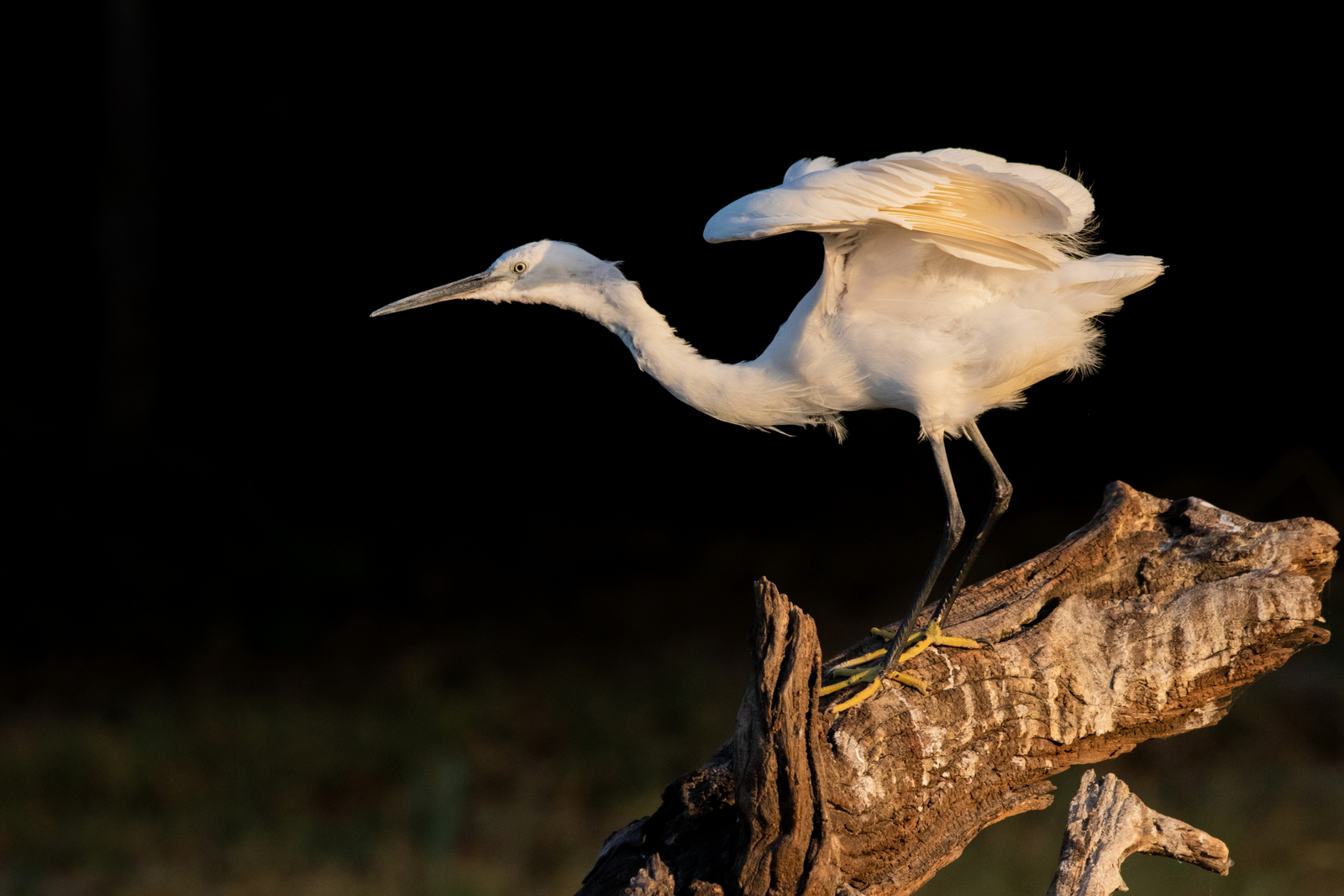 UOBS Chobe National Park UOBS Chobe National Park: White Heron