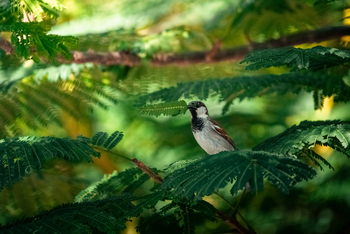 Xanadu Villas: Vogel