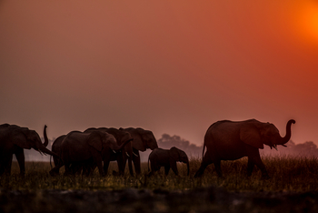 Zarafa Camp: Elefanten vor der Abendsonne