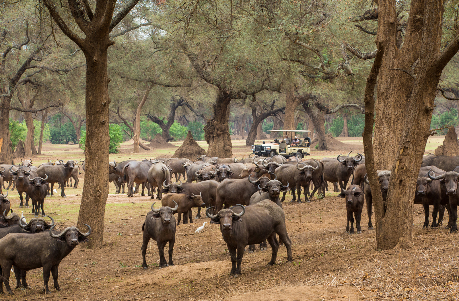 Amanzi Camp Amanzi Camp: Büffel