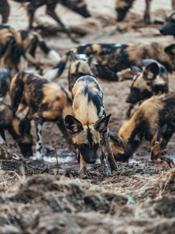 Anabezi Luxury Tented Camp: Wildhunde