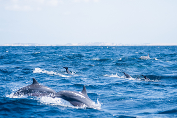 Azura Benguerra Island: Delfine