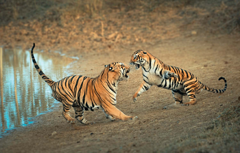 Bamboo Forest Safari Lodge: Balgende Tiger
