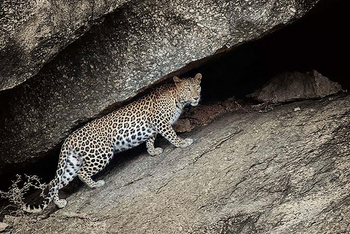 Brij Pola Brij Pola: Leopard