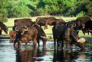 Chobe Game Lodge: Büffel im Wasser