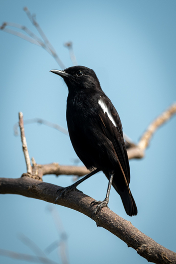 Cottar's 1920s Safari Camp: Anteater Chat