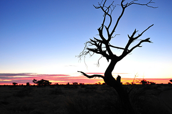 Desert Homestead Lodge Desert Homestead Lodge: Sundowner Drive