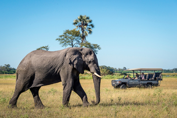 Duma Tau Camp: Elefantenbegegnung