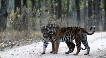 Flame of the Forest Safari Lodge: Tiger auf der Piste