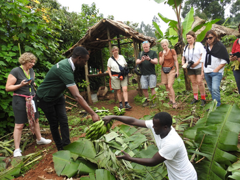 Haven Lodge: Bananenanbau