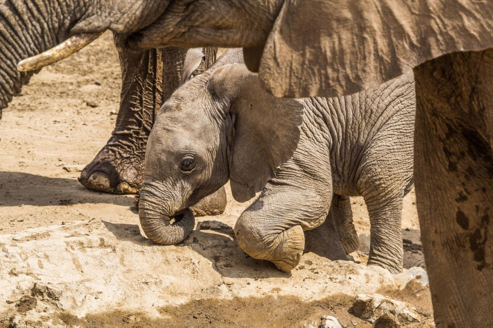 Hobatere Lodge Hobatere Lodge: Elefantenbaby