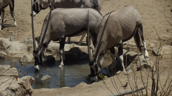 Hobatere Lodge: Trinkende Oryx