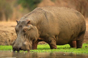 Kavinga Safari Camp: Nilpferd