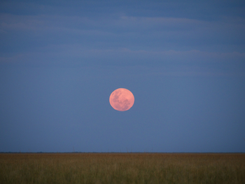 King Lewanika Lodge: Vollmond