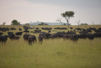 Klein's Camp: Begegnung mit einer Büffelherde