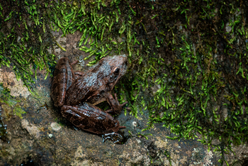 Koroi Forest Camp: Kleiner Frosch