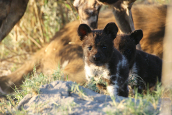 Kwara Camp Kwara Camp: Wildhundwelpen